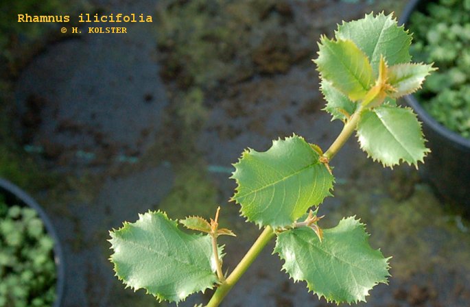 Rhamnus ilicifolia