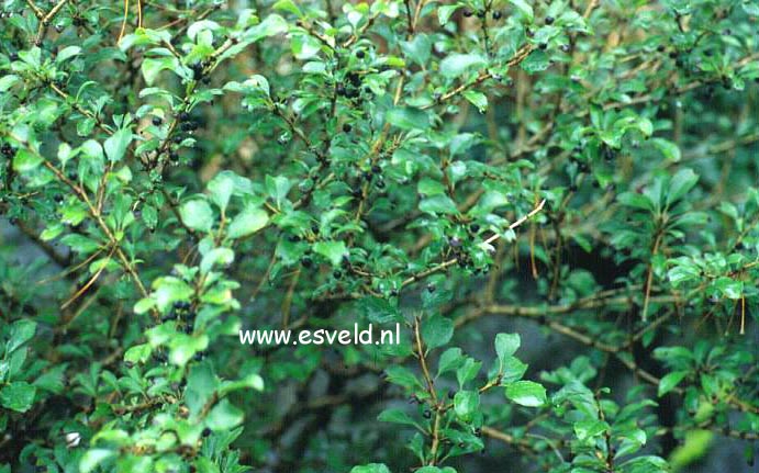 Rhamnus taquetii