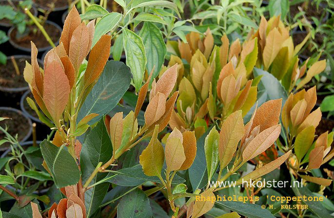 Rhaphiolepis indica 'Coppertone'