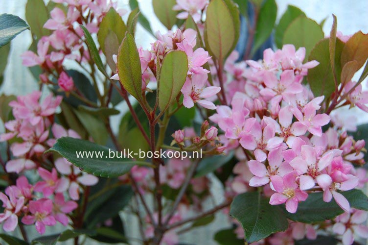 Rhaphiolepis indica 'Monme' (SPRINGTIME)