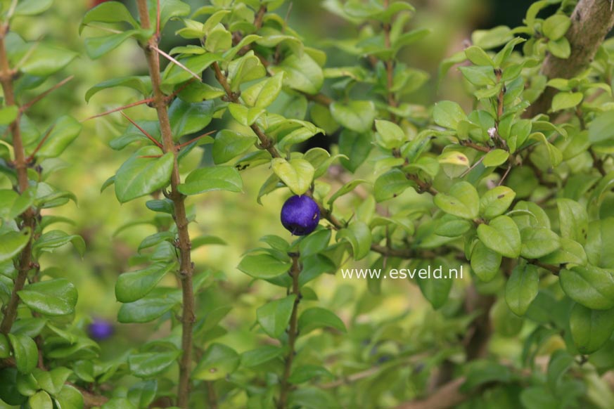 Rhaphithamnus spinosus