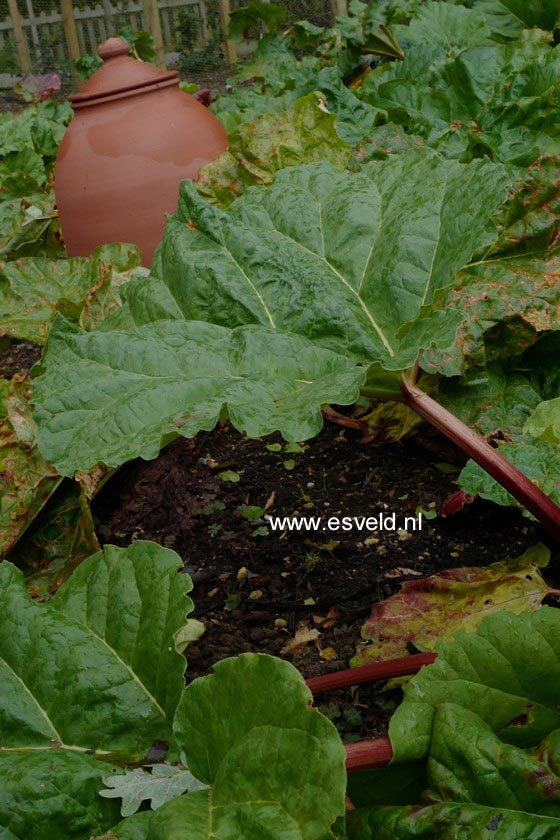 Rheum rhabarbarum 'Red Champagne'