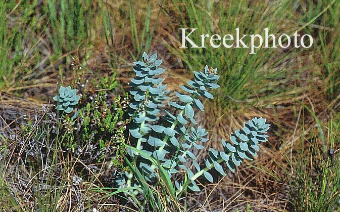 Rhodiola rosea