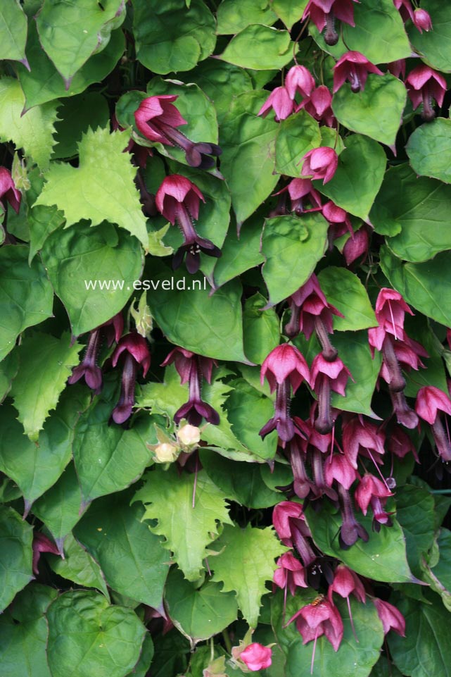 Rhodochiton atrosanguineus