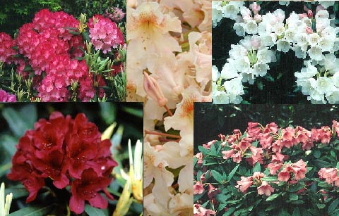 Rhododendron  Aanbiedingspakket grootbloemig