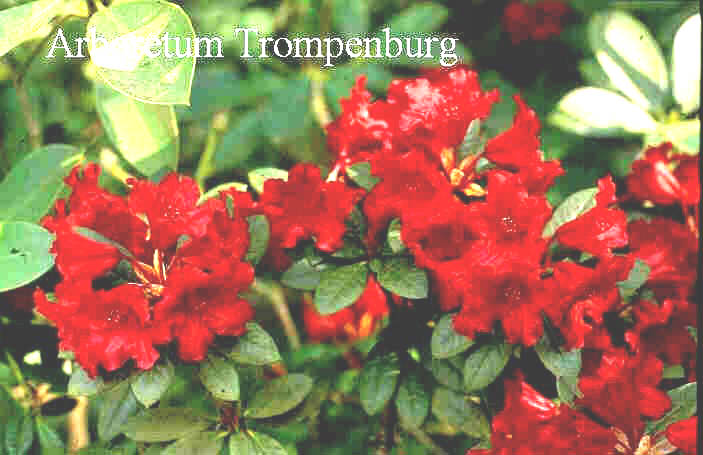 Rhododendron 'Abendglut'