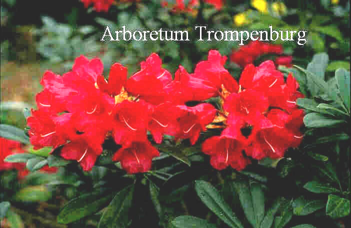 Rhododendron 'Abendrot' Rhododendron 'Abendrot'