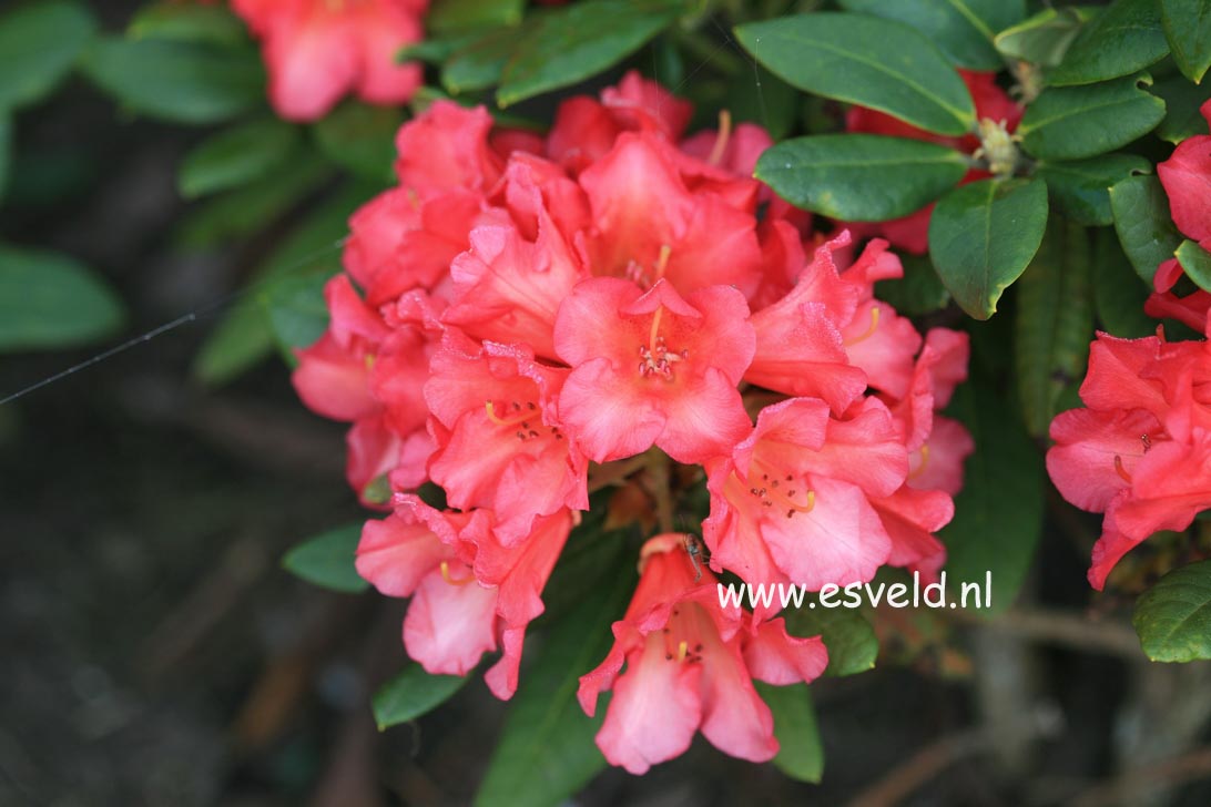 Rhododendron 'Abendsonne'