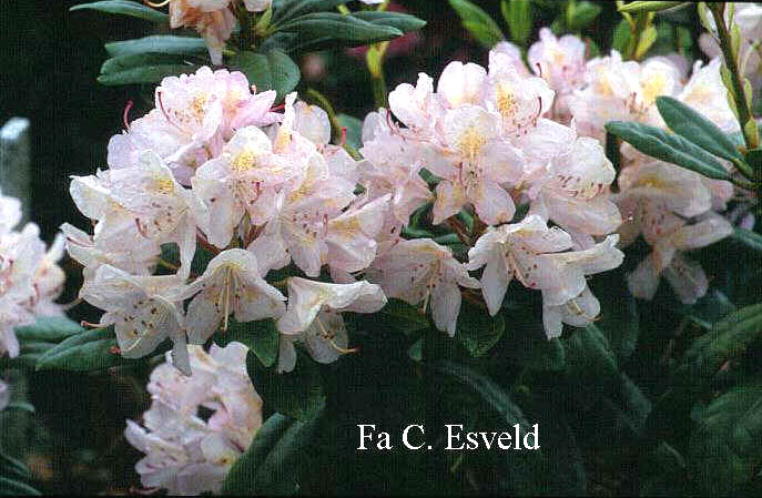 Rhododendron 'Album Elegans'