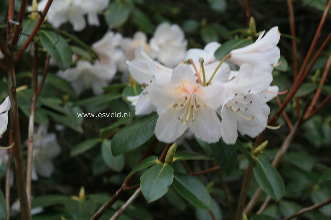 Rhododendron 'Alison Johnstone'