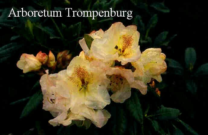 Rhododendron 'Alma Tadema' Rhododendron 'Alma Tadema'