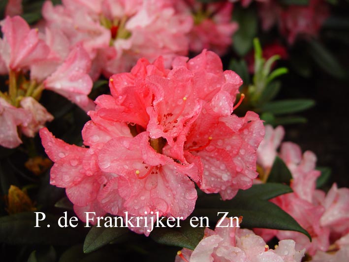 Rhododendron 'Aloha' Rhododendron 'Aloha'