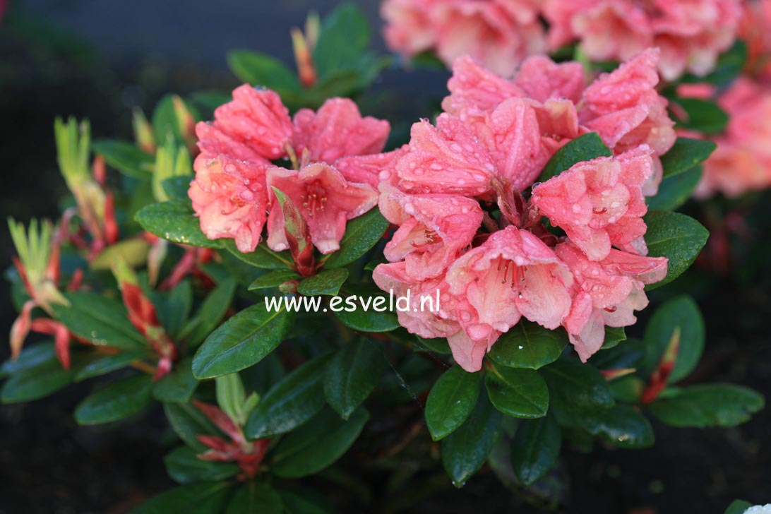 Rhododendron 'Amaretto'