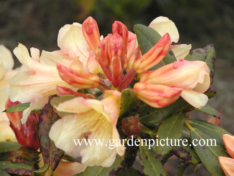 Rhododendron 'Ambassador' Rhododendron 'Ambassador'