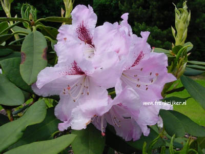 Rhododendron 'Ammerland'