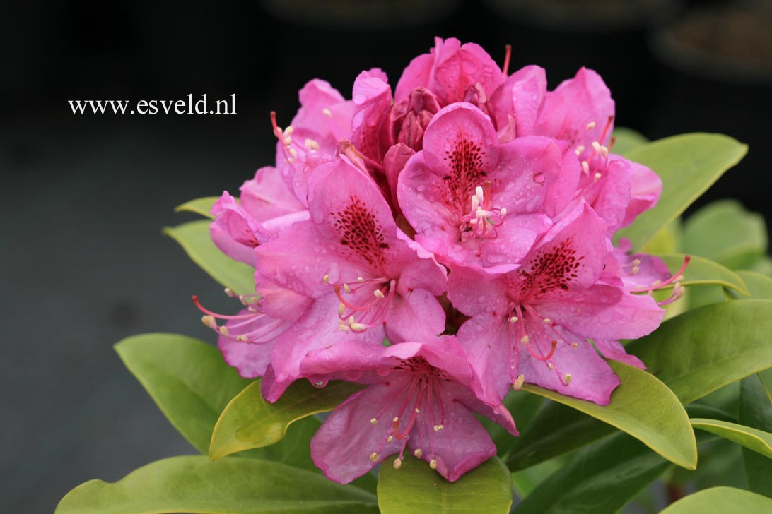 Rhododendron 'Anah Kruschke' Rhododendron 'Anah Kruschke'