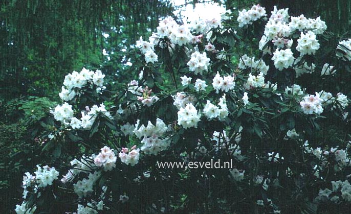 Rhododendron 'Angelo'