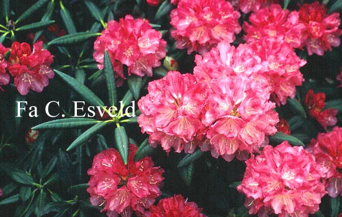 Rhododendron 'Anilin'