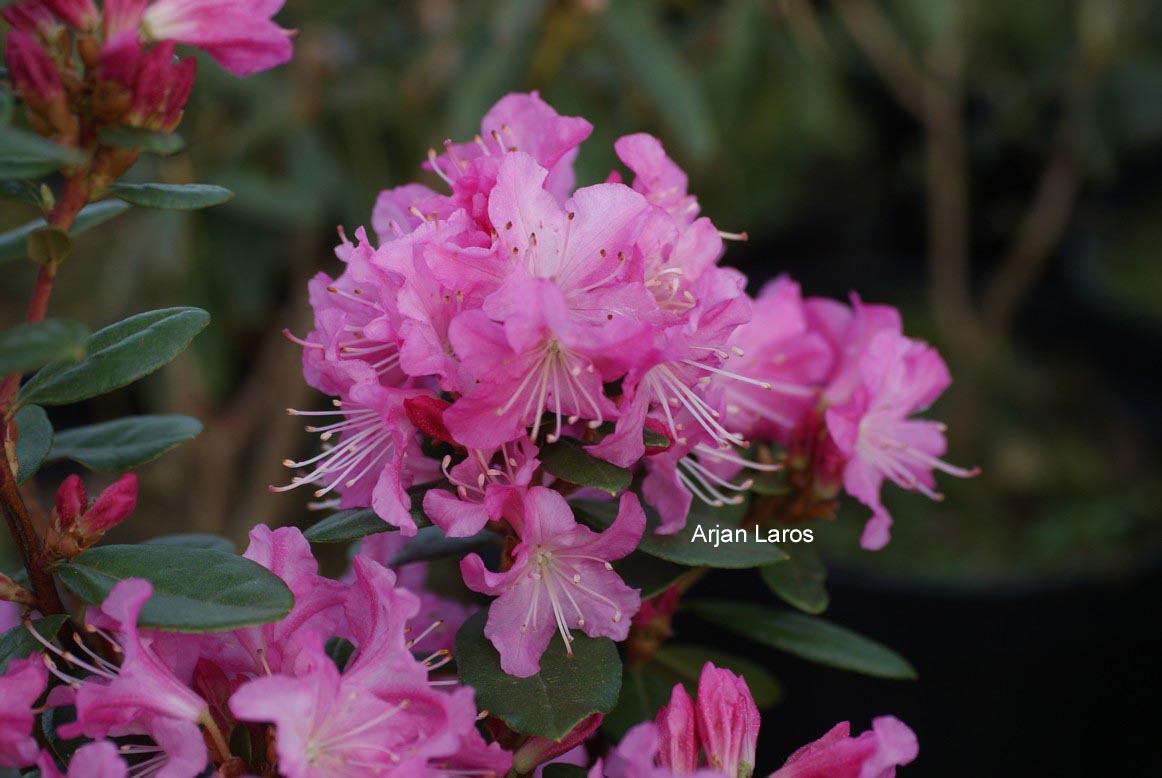 Rhododendron 'Anna Baldsiefen'