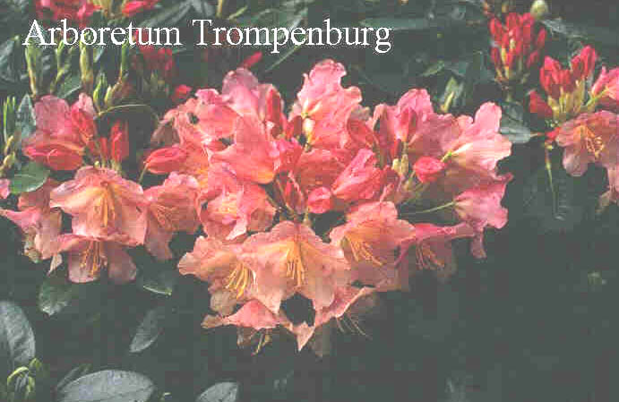 Rhododendron 'Apfelbluete'