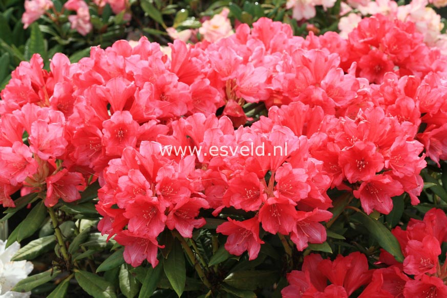 Rhododendron 'Appassionata'