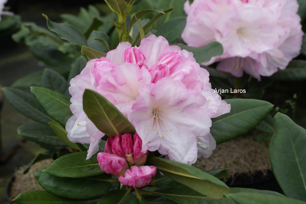 Rhododendron 'Aprilleuchten'