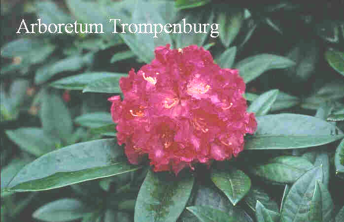Rhododendron 'Ariane'
