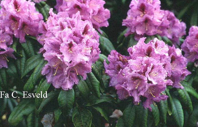Rhododendron 'Arthur Bedford'