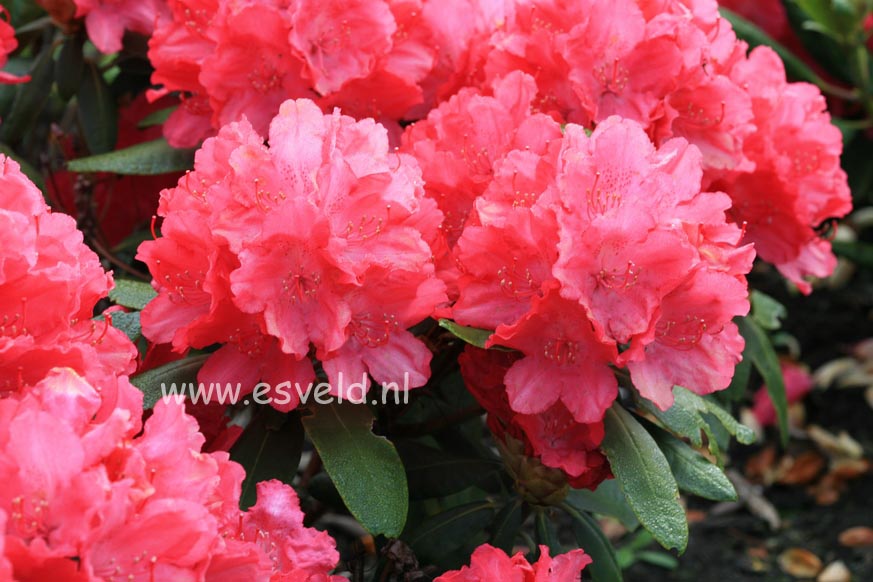 Rhododendron 'Astrid'