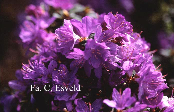 Rhododendron 'Augfast'