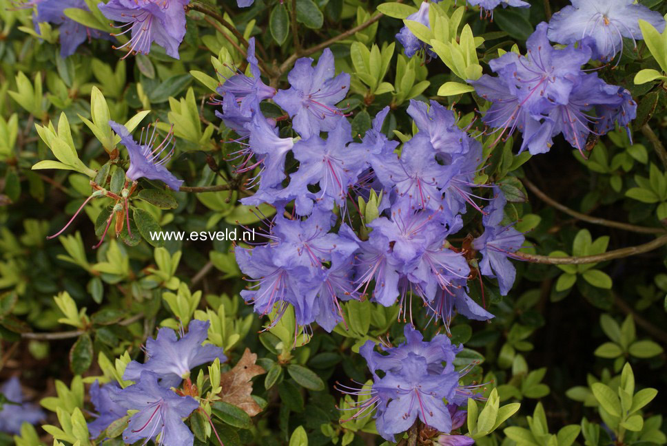 Rhododendron 'Azurika'