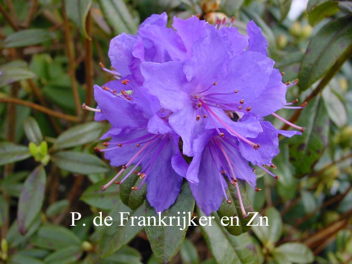 Rhododendron 'Azurwolke'