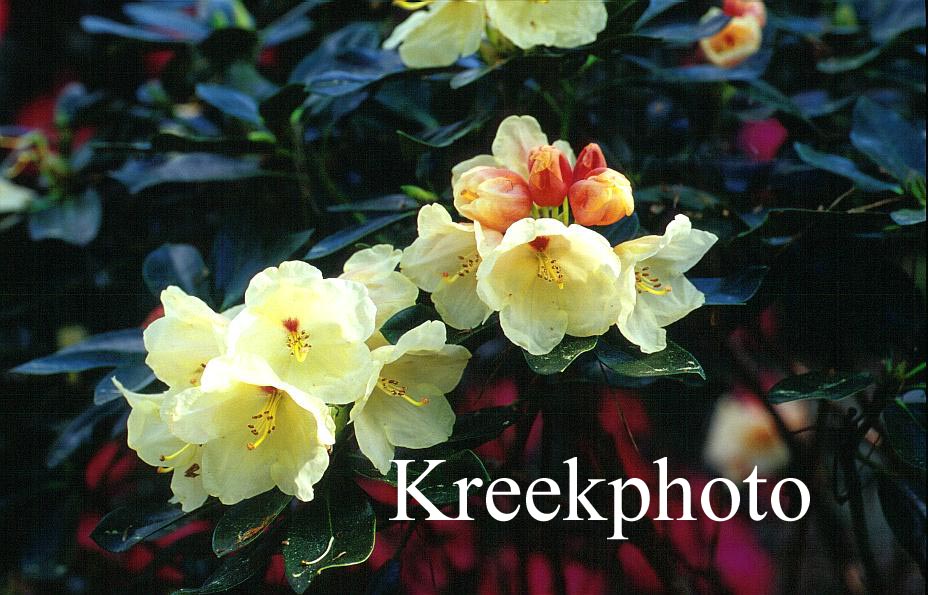 Rhododendron 'Babette'