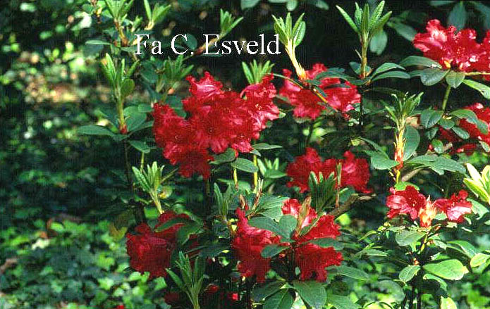 Rhododendron 'Bad Eilsen'