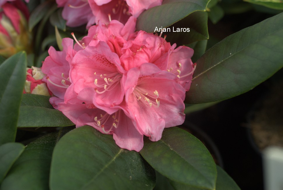Rhododendron 'Bad Sassendorf' (57059)