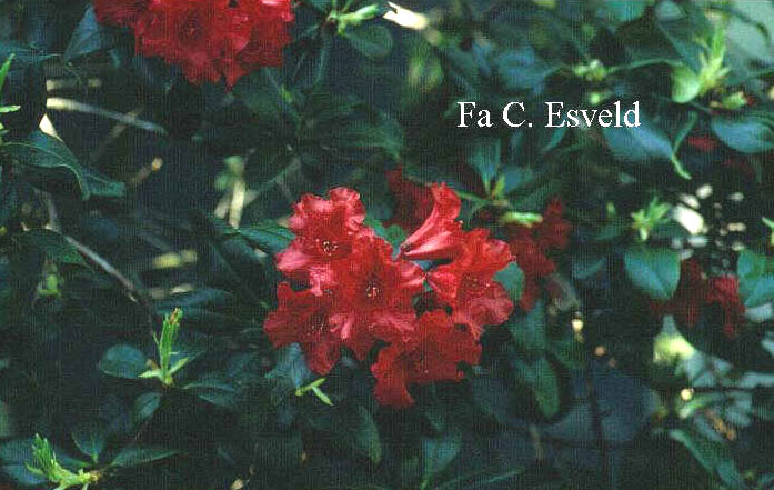 Rhododendron 'Baden-Baden'