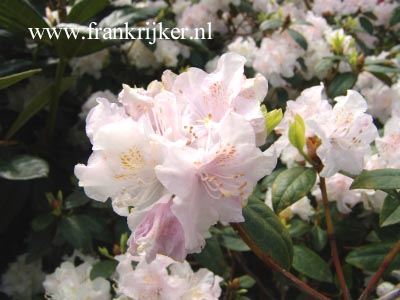 Rhododendron 'Balta'