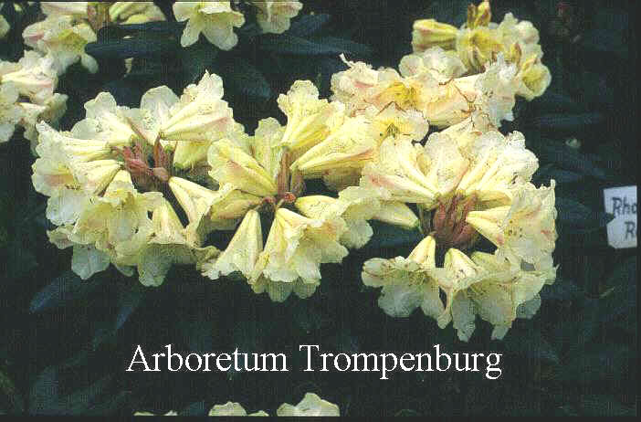 Rhododendron 'Bananaflip' Rhododendron 'Bananaflip'