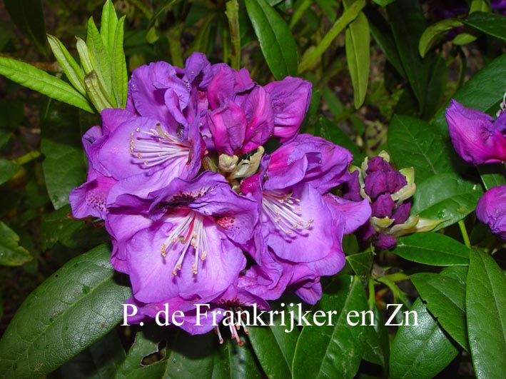 Rhododendron 'Bariton' Rhododendron 'Bariton'