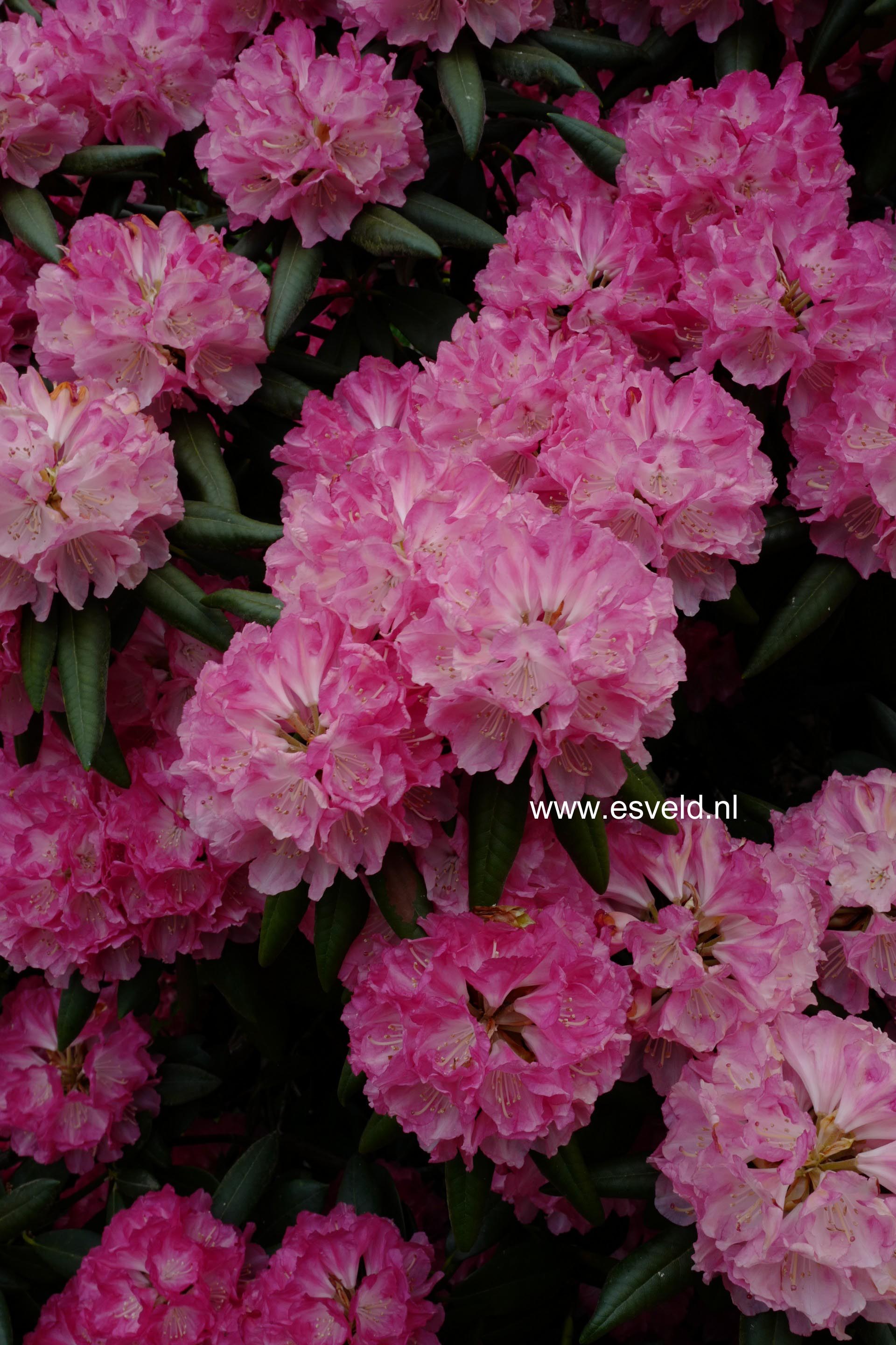 Rhododendron 'Barmstedt'