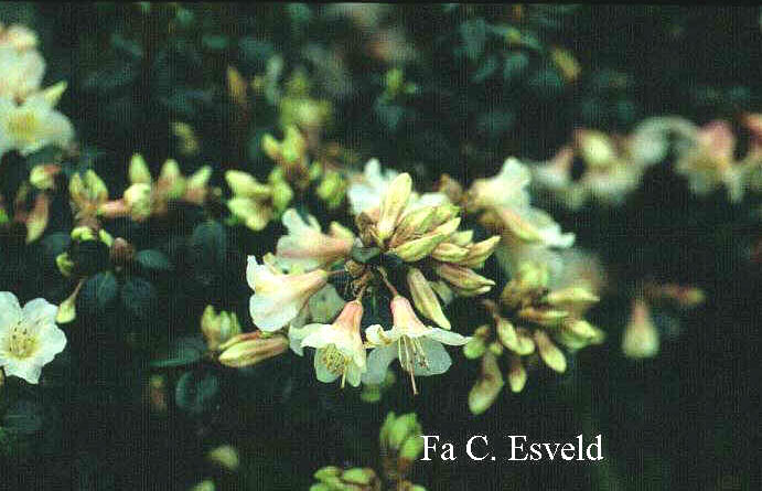 Rhododendron 'Barnaby Sunset'