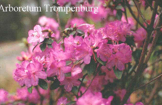 Rhododendron 'Barto Alpine'