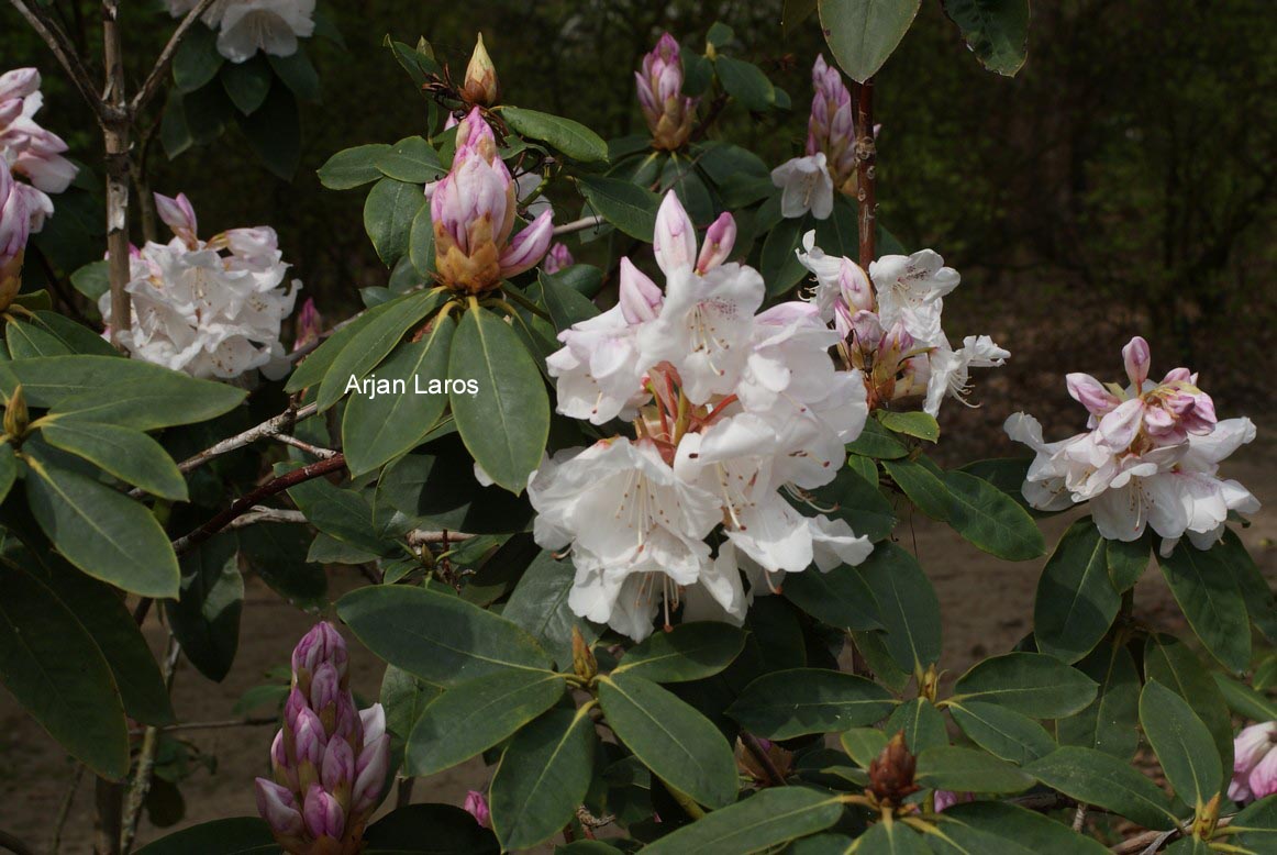 Rhododendron 'Beauty of Littleworth'
