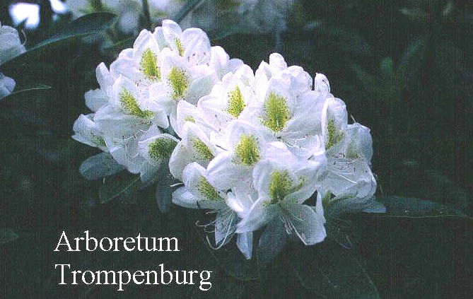 Rhododendron 'Belle Heller'