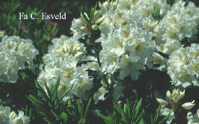 Rhododendron 'Bellringer'