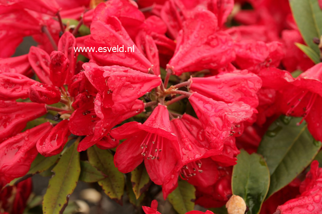 Rhododendron 'Betsy Balcom'
