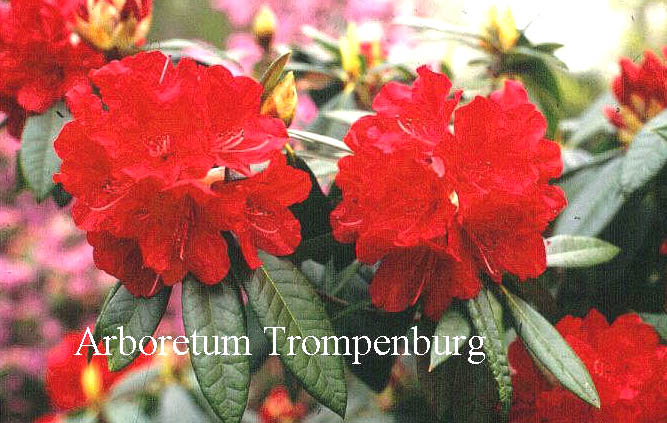 Rhododendron 'Bibiani' Rhododendron 'Bibiani'