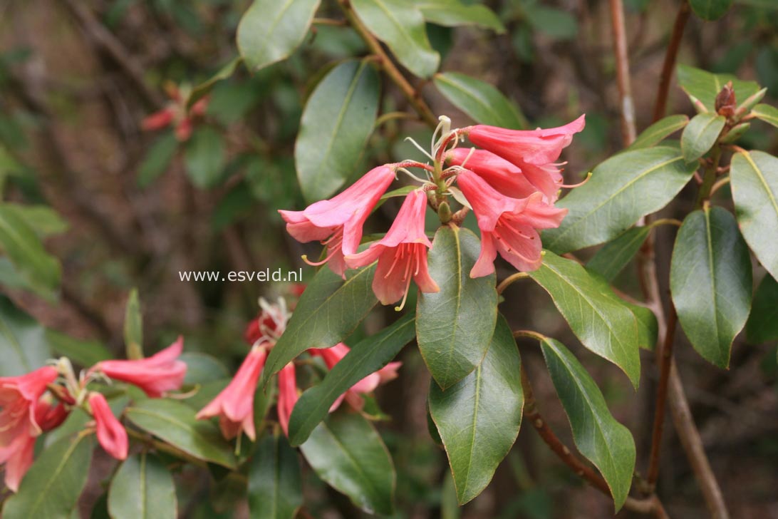 Rhododendron 'Biskra'