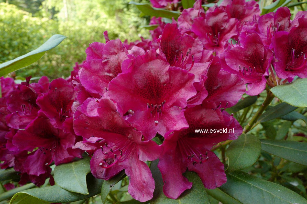 Rhododendron 'Black Sport'