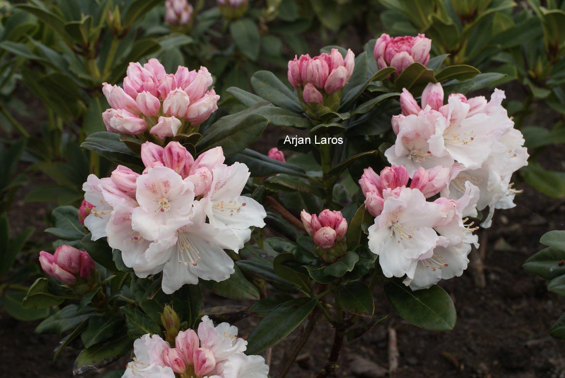Rhododendron 'Blanka'